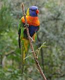 Rainbow Lorikeet 9Y209D-179